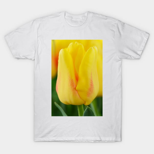 Tulipa  &#39;Ice Lolly&#39;  Tulip T-Shirt by chrisburrows